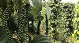 Kebun lada yang tinggal menyisakan cerita. (Foto: ist)