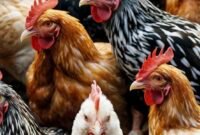 Kementan menjalankan program hilirisasi perunggasan yang terintegrasi dari penyediaan bibit hingga pemotongan dan pemasaran.(Foto: ist)