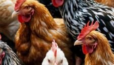 Kementan menjalankan program hilirisasi perunggasan yang terintegrasi dari penyediaan bibit hingga pemotongan dan pemasaran.(Foto: ist)