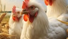 Penerapan sistem tanpa kandang (cage free) yang mengutamakan kesejahteraan hewan dan kebebasan bergerak.(ilustrasi: ist)