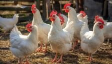 Penerapan sistem cage free yang mengutamakan keleluasaan gerak agar ayam lebih sehat dan produktif. (Foto: ist)