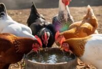 Penerapan sistem cage free yang memberikan keleluasaan bagi ayam untuk mengekspresikan perilaku alami seperti mandi debu dan bertengger.(Foto: ist)