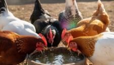 Penerapan sistem cage free yang memberikan keleluasaan bagi ayam untuk mengekspresikan perilaku alami seperti mandi debu dan bertengger.(Foto: ist)