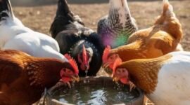 Penerapan sistem cage free yang memberikan keleluasaan bagi ayam untuk mengekspresikan perilaku alami seperti mandi debu dan bertengger.(Foto: ist)