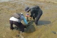 Penerapan metode Alternate Wetting and Drying (AWD) menggunakan pipa paralon untuk mengatur siklus pengairan secara terukur.(Foto: ist)