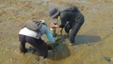 Penerapan metode Alternate Wetting and Drying (AWD) menggunakan pipa paralon untuk mengatur siklus pengairan secara terukur.(Foto: ist)