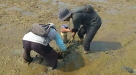 Penerapan metode Alternate Wetting and Drying (AWD) menggunakan pipa paralon untuk mengatur siklus pengairan secara terukur.(Foto: ist)