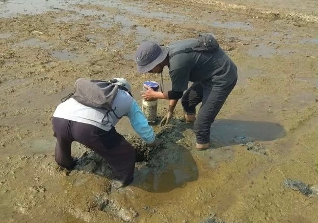 Penerapan metode Alternate Wetting and Drying (AWD) menggunakan pipa paralon untuk mengatur siklus pengairan secara terukur.(Foto: ist)
