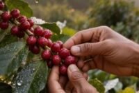 Penyediaan benih unggul kopi melalui anggaran pemerintah, penguatan sarana prasarana, serta dorongan sertifikasi kolektif melalui Gapoktan/Koperasi. (Foto: ist)