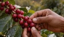 Penyediaan benih unggul kopi melalui anggaran pemerintah, penguatan sarana prasarana, serta dorongan sertifikasi kolektif melalui Gapoktan/Koperasi. (Foto: ist)