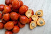 Potensi besar ekspor gambir Indonesia masih didominasi produk mentah, padahal nilai tambah tertinggi ada pada ekstraksi katekin.(Foto: ist)