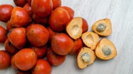 Potensi besar ekspor gambir Indonesia masih didominasi produk mentah, padahal nilai tambah tertinggi ada pada ekstraksi katekin.(Foto: ist)