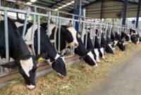 Intervensi teknologi (IoT), perbaikan genetik sapi, inovasi pakan, dan kolaborasi lintas sektor merupakan rangkaian langkah untuk kemandirian pangan.(Foto: ist)