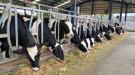 Intervensi teknologi (IoT), perbaikan genetik sapi, inovasi pakan, dan kolaborasi lintas sektor merupakan rangkaian langkah untuk kemandirian pangan.(Foto: ist)