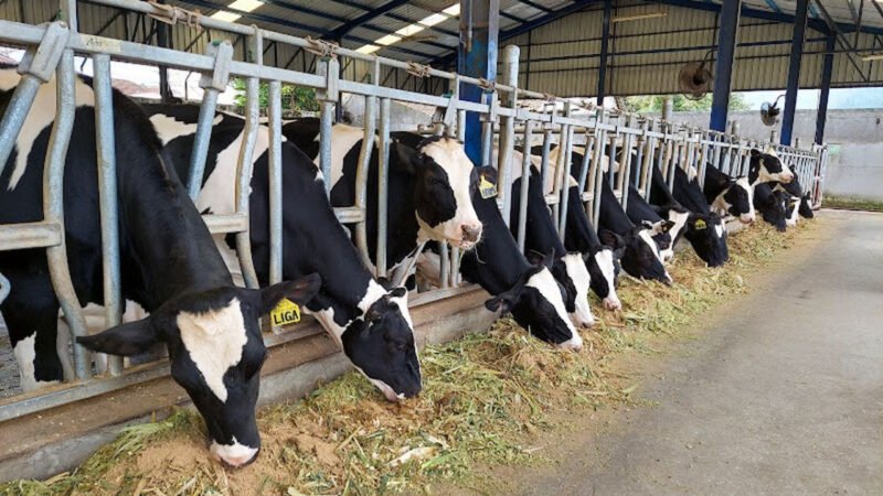 Intervensi teknologi (IoT), perbaikan genetik sapi, inovasi pakan, dan kolaborasi lintas sektor merupakan rangkaian langkah untuk kemandirian pangan.(Foto: ist)