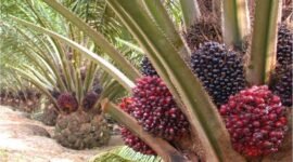 Implementasi kebijakan biofuel memicu kenaikan harga sawit dunia dan memotivasi produktivitas petani Indonesia.(Foto: ist)