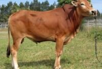 Gapuspindo pasokan sapi nasional tetap dalam kondisi terjaga, kendati situasi geopolitik global sedang tidak menentu. (Foto: ist)