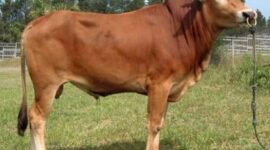 Gapuspindo pasokan sapi nasional tetap dalam kondisi terjaga, kendati situasi geopolitik global sedang tidak menentu. (Foto: ist)