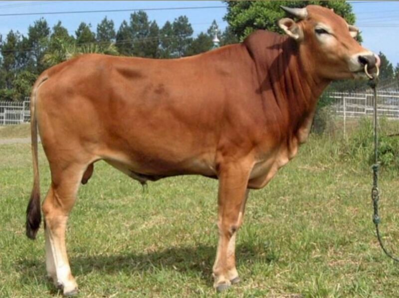 Gapuspindo pasokan sapi nasional tetap dalam kondisi terjaga, kendati situasi geopolitik global sedang tidak menentu. (Foto: ist)