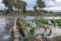Pengaktifan pompanisasi seluas 2,2 juta hektar, rehabilitasi irigasi, dan penggunaan benih padi adaptif. (foto: ist)