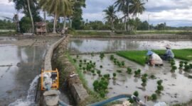 Pengaktifan pompanisasi seluas 2,2 juta hektar, rehabilitasi irigasi, dan penggunaan benih padi adaptif. (foto: ist)