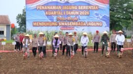 Polda Lampung melakukan gerakan tanam jagung serentak di Desa Wiyono, Pesawaran, serta menjalin kerja sama dengan Bulog untuk penyerapan hasil panen.(foto: ist)