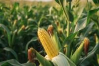  Pemberian bantuan benih jagung gratis serta perbaikan infrastruktur irigasi dan distribusi pupuk menjadi konsentrasi pemerintah. (Foto: ist)