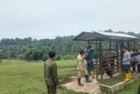 Ancaman penyakit Brucellosis yang dapat menyebabkan keguguran pada sapi dan menular ke manusia (zoonosis). (*)