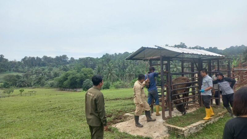 Ancaman penyakit Brucellosis yang dapat menyebabkan keguguran pada sapi dan menular ke manusia (zoonosis). (*)