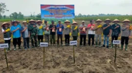 Penanaman jagung serentak oleh Polri untuk mendukung program ketahanan pangan Presiden RI.