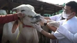 Pencegahan penyebaran PMK di Lampung Timur.(Foto: ist)