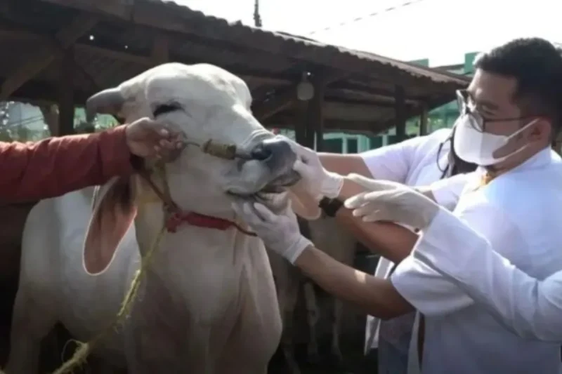 Pencegahan penyebaran PMK di Lampung Timur.(Foto: ist)
