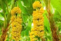 Buah pisang melengkung.(foto:ist)