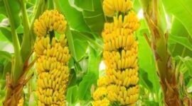 Buah pisang melengkung.(foto:ist)