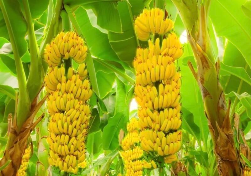 Buah pisang melengkung.(foto:ist)