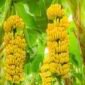 Buah pisang melengkung.(foto:ist)