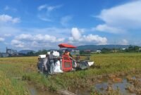 Lahan sawah di perkotaan patut dilindungi dari gerusan alih fungsi lahan. (Foto: Kitani.id/Arya)