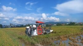 Lahan sawah di perkotaan patut dilindungi dari gerusan alih fungsi lahan. (Foto: Kitani.id/Arya)