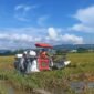 Lahan sawah di perkotaan patut dilindungi dari gerusan alih fungsi lahan. (Foto: Kitani.id/Arya)