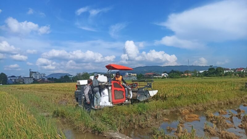 Lahan sawah di perkotaan patut dilindungi dari gerusan alih fungsi lahan. (Foto: Kitani.id/Arya)