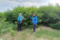 Kadis Ketahanan Pangan, Tanaman Pangan, dan Hortikultura (KPTPH) Elvira Umihanni serta Kadis Peternakan dan Kesehatan Hewan Provinsi Lampung Lili Mawarti saat meninjau kebun Indigofera di area PT Indigo Budi Lestari, Tanjung Iman, Lampung Utara. (Foto: dok pribadi)