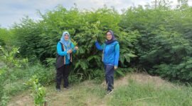 Kadis Ketahanan Pangan, Tanaman Pangan, dan Hortikultura (KPTPH) Elvira Umihanni serta Kadis Peternakan dan Kesehatan Hewan Provinsi Lampung Lili Mawarti saat meninjau kebun Indigofera di area PT Indigo Budi Lestari, Tanjung Iman, Lampung Utara. (Foto: dok pribadi)