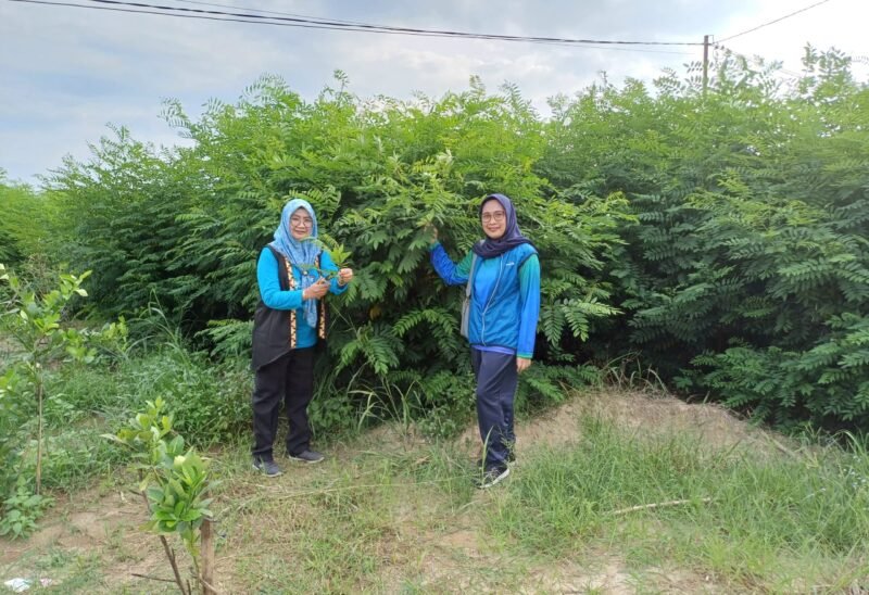 Kadis Ketahanan Pangan, Tanaman Pangan, dan Hortikultura (KPTPH) Elvira Umihanni serta Kadis Peternakan dan Kesehatan Hewan Provinsi Lampung Lili Mawarti saat meninjau kebun Indigofera di area PT Indigo Budi Lestari, Tanjung Iman, Lampung Utara. (Foto: dok pribadi)