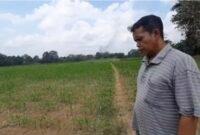 Pengembangan usaha mandiri mulai dari penyewaan alsintan, penerapan teknologi padi hibrida, hingga pengolahan beras kemasan merek lokal oleh Imam Khanafi. (Foto: Bayu)