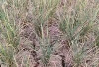 Kekeringan ekstrim mengancam kelangsungan pertanian.(Foto: ist)