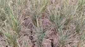 Kekeringan ekstrim mengancam kelangsungan pertanian.(Foto: ist)