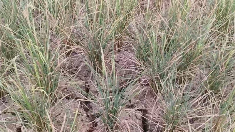 Kekeringan ekstrim mengancam kelangsungan pertanian.(Foto: ist)