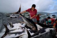 Kebutuhan tenaga kerja sektor perikanan di Jepang sangat tinggi, namun memerlukan standar keterampilan dan bahasa yang spesifik.(Foto: ist)