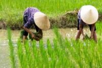 Melakukan percepatan tanam di bulan April menggunakan varietas genjah dan tahan kekeringan dijadikan solusi hadapi ancaman El Nino. (Foto: ist)