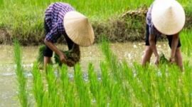 Melakukan percepatan tanam di bulan April menggunakan varietas genjah dan tahan kekeringan dijadikan solusi hadapi ancaman El Nino. (Foto: ist)